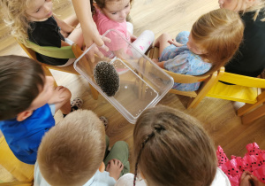 Jeż i inne zwierzęta - warsztaty edukacyjne