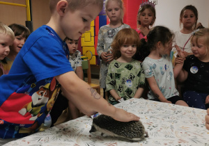 Jeż i inne zwierzęta - warsztaty edukacyjne