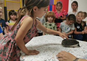 Jeż i inne zwierzęta - warsztaty edukacyjne