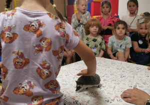 Jeż i inne zwierzęta - warsztaty edukacyjne
