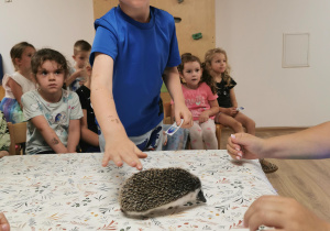 Jeż i inne zwierzęta - warsztaty edukacyjne