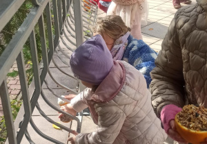 Pokarm dla ptaków