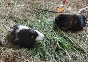 Wycieczka na Farmę Cztery Pory Roku