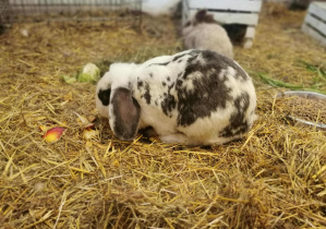 Wycieczka na Farmę Cztery Pory Roku