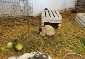 Wycieczka na Farmę Cztery Pory Roku