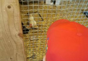 Wycieczka na Farmę Cztery Pory Roku