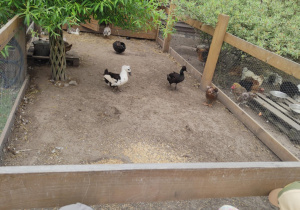 Wycieczka do Powsina - farma ,,Cztery Pory Roku,,