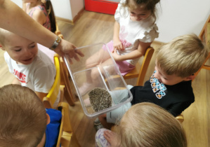 Jeż i inne zwierzęta - warsztaty edukacyjne