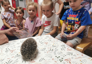 Jeż i inne zwierzęta - warsztaty edukacyjne