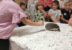 Jeż i inne zwierzęta - warsztaty edukacyjne