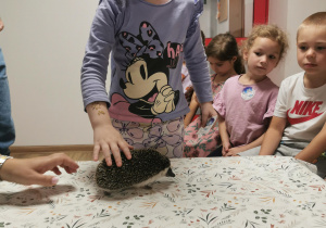 Jeż i inne zwierzęta - warsztaty edukacyjne