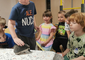 Jeż i inne zwierzęta - warsztaty edukacyjne
