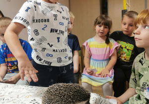 Jeż i inne zwierzęta - warsztaty edukacyjne