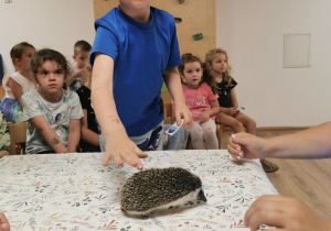 Jeż i inne zwierzęta - warsztaty edukacyjne