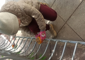 Pokarm dla ptaków