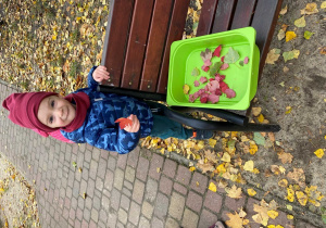 Dynia w kolorach jesieni