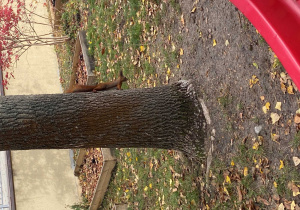 Wiewiórka wśród przedszkolnych zabaw