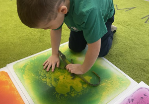 Zwierzęta egzotyczne - zabawa sensoryczna