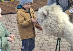 dzieci z alpakami