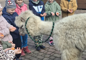 dzieci z alpakami