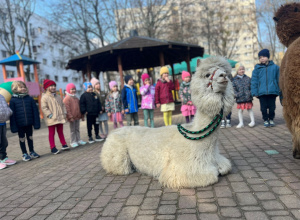 Spotkanie z alpakami