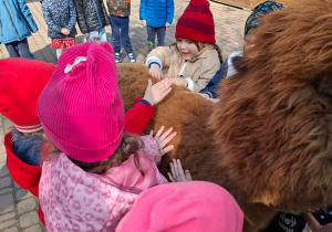 Spotkanie z alpakami