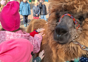 Spotkanie z alpakami