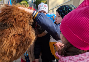 Spotkanie z alpakami