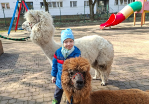 Spotkanie z alpakami