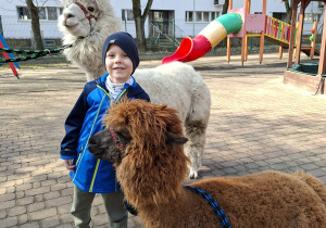 Spotkanie z alpakami