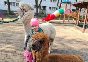 Spotkanie z alpakami