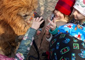 Spotkanie z alpakami