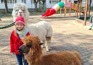 Spotkanie z alpakami