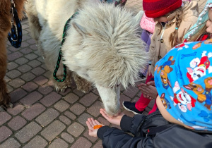 Spotkanie z alpakami