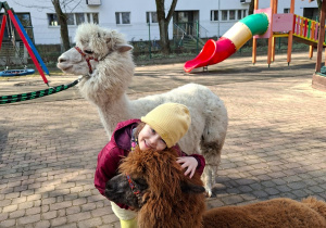 Spotkanie z alpakami