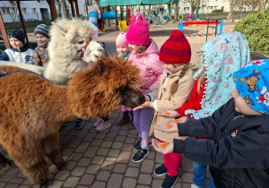 Spotkanie z alpakami