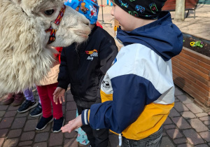 Spotkanie z alpakami