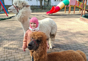 Spotkanie z alpakami