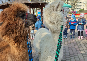 Spotkanie z alpakami