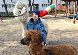 Spotkanie z alpakami