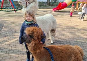 Spotkanie z alpakami