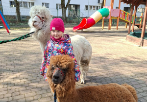 Spotkanie z alpakami