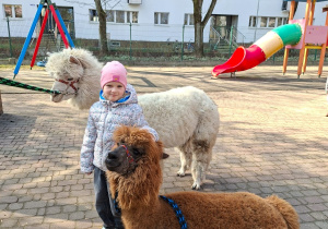 Spotkanie z alpakami