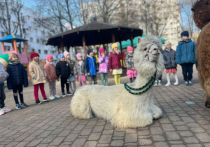 Spotkanie z alpakami