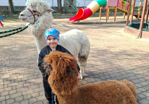 Spotkanie z alpakami