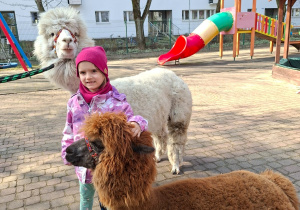 Spotkanie z alpakami