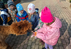 Spotkanie z alpakami