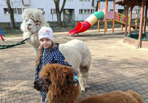 Spotkanie z alpakami