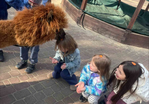 Spotkanie z Alpakami