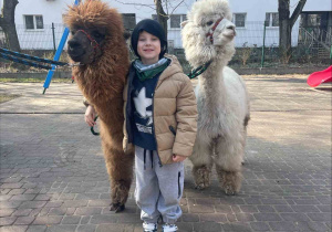 Spotkanie z Alpakami